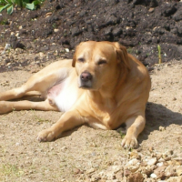 Photo #236341 de Ulysse
