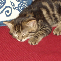 Photo #236413 de Happy