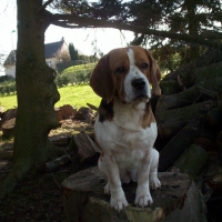 Photo #236491 de Cybelle