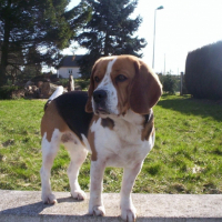 Photo #236492 de Cybelle