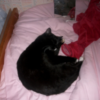 Photo #236535 de Lovely