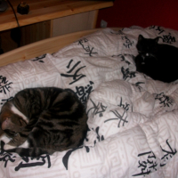 Photo #236538 de Pitchou