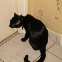 Photo #236579 de Chipie