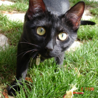 Photo #236585 de Baghera