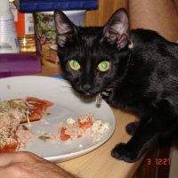 Photo #236589 de Baghera