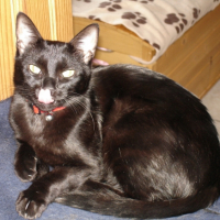 Photo #236598 de Chipie