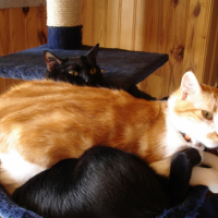 Photo #236615 de Biscotte