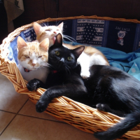 Photo #236618 de Biscotte