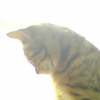 Photo #236645 de Simba