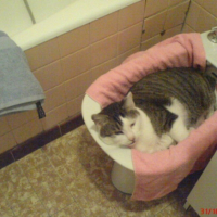 Photo #236663 de Moustic