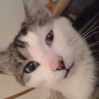 Photo #236664 de Moustic