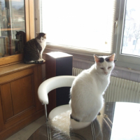 Photo #236666 de Kitty