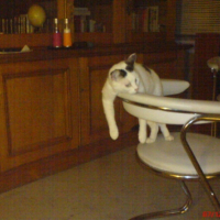 Photo #236667 de Kitty