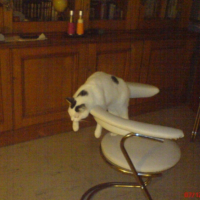 Photo #236669 de Kitty