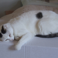 Photo #236670 de Kitty