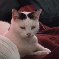 Photo #236671 de Kitty