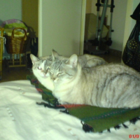 Photo #236674 de Pixie