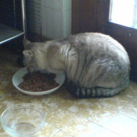 Photo #236676 de Pixie