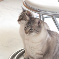 Photo #236680 de Pixie