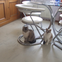 Photo #236683 de Boulette