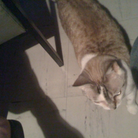 Photo #236684 de Boulette