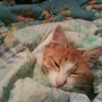Photo #236697 de Noisette