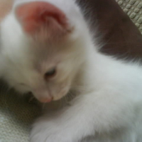 Photo #236704 de Frosty