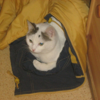 Photo #236712 de Caline
