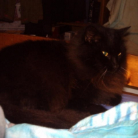Photo #236755 de Léia