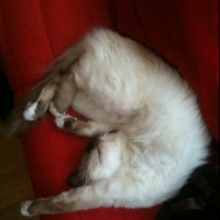 Photo #236762 de Dusty