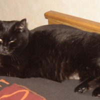 Photo #236797 de Chipie