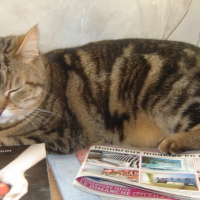 Photo #236798 de Nanette