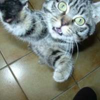 Photo #236850 de Misty