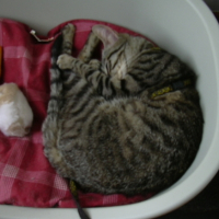 Photo #236851 de Misty