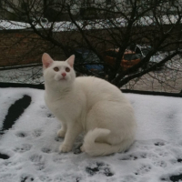 Un chat blanc dans la neige