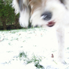 dans la neige