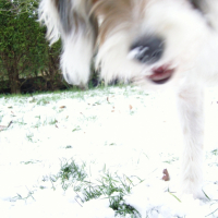 Photo #236947 de Loki