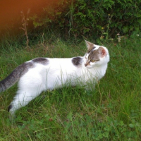 Photo #237036 de Nala
