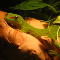 Photo #237075 de Phelsu et phelsa 