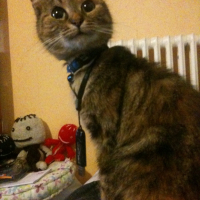 Photo #237076 de Passoa 