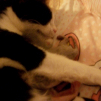 Photo #237092 de Prunelle