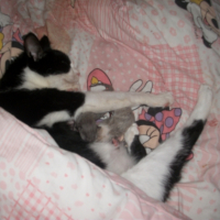 Photo #237093 de Prunelle