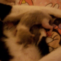 Photo #237095 de Prunelle
