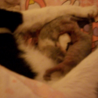 Photo #237096 de Prunelle