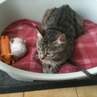 Photo #237137 de Misty