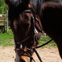 Photo #237196 de Solem