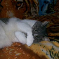Dodo Calixou ^^