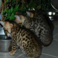 Photo #237237 de Les chatons bengals