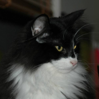 Photo #237241 de Dinza