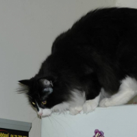 Photo #237242 de Dinza